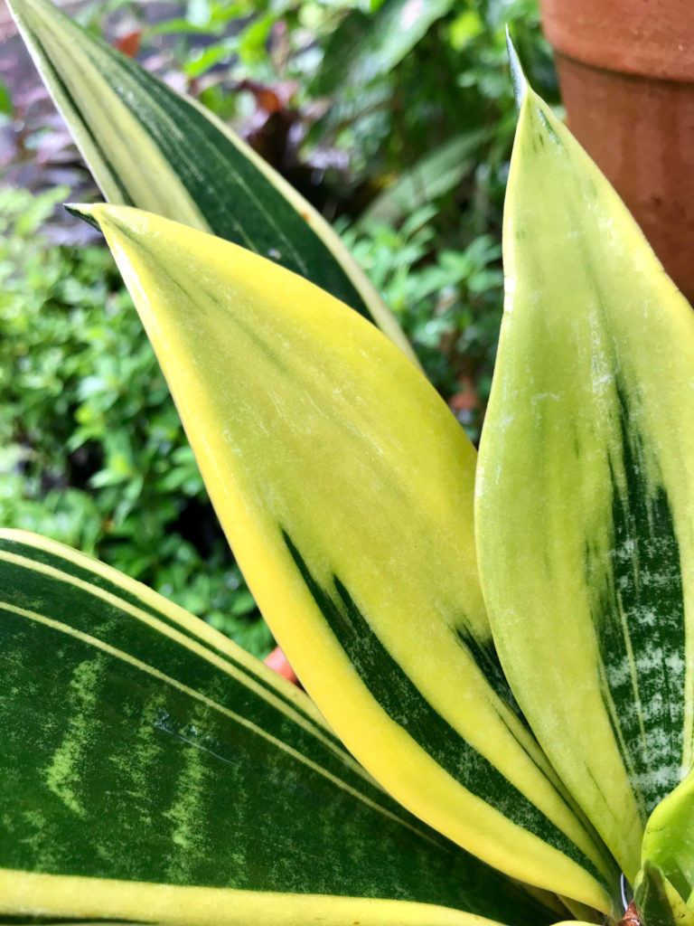 Sansevieria Golden Flame Nahaufnahme Blätter
