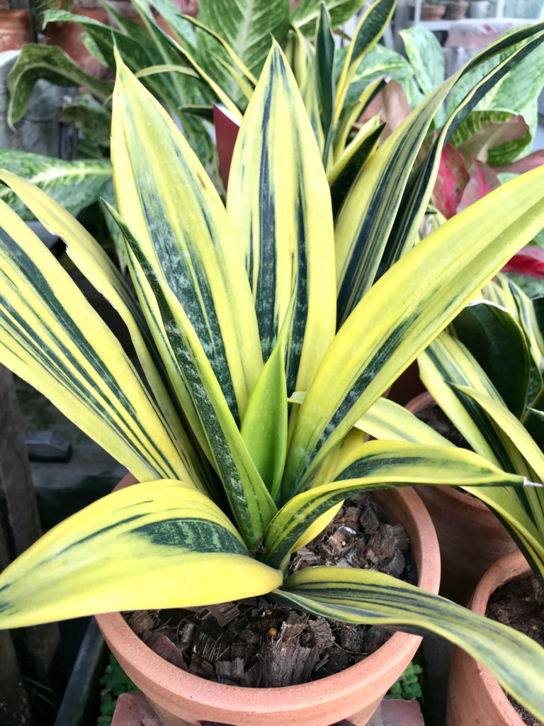 Sansevieria Golden Flame Pflege