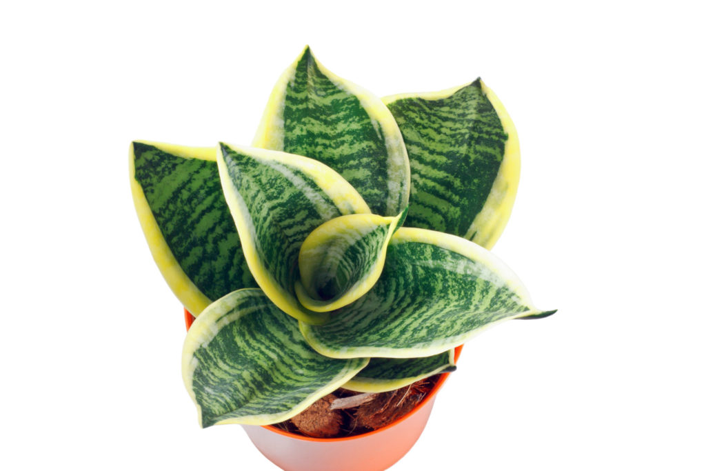 Sansevieria Golden Hahnii