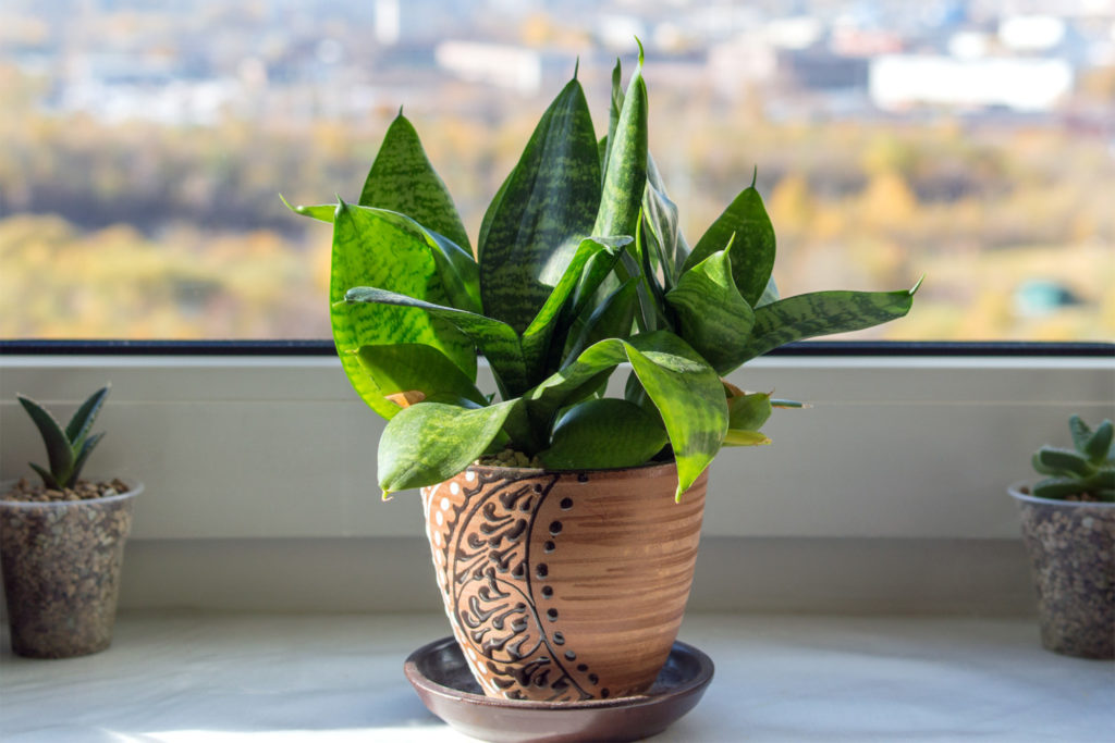 Sansevieria Hahnii