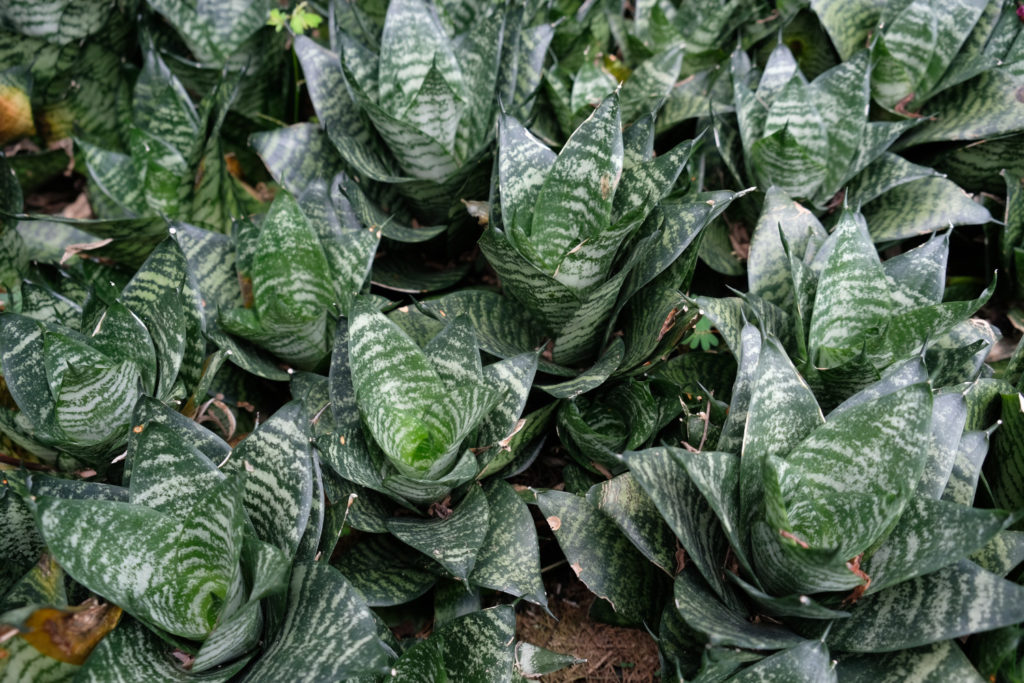 Sansevieria Hahnii