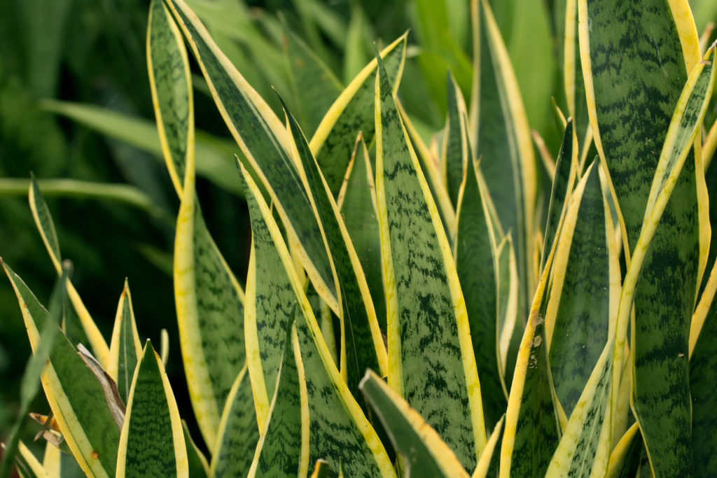 Sansevieria Laurentii