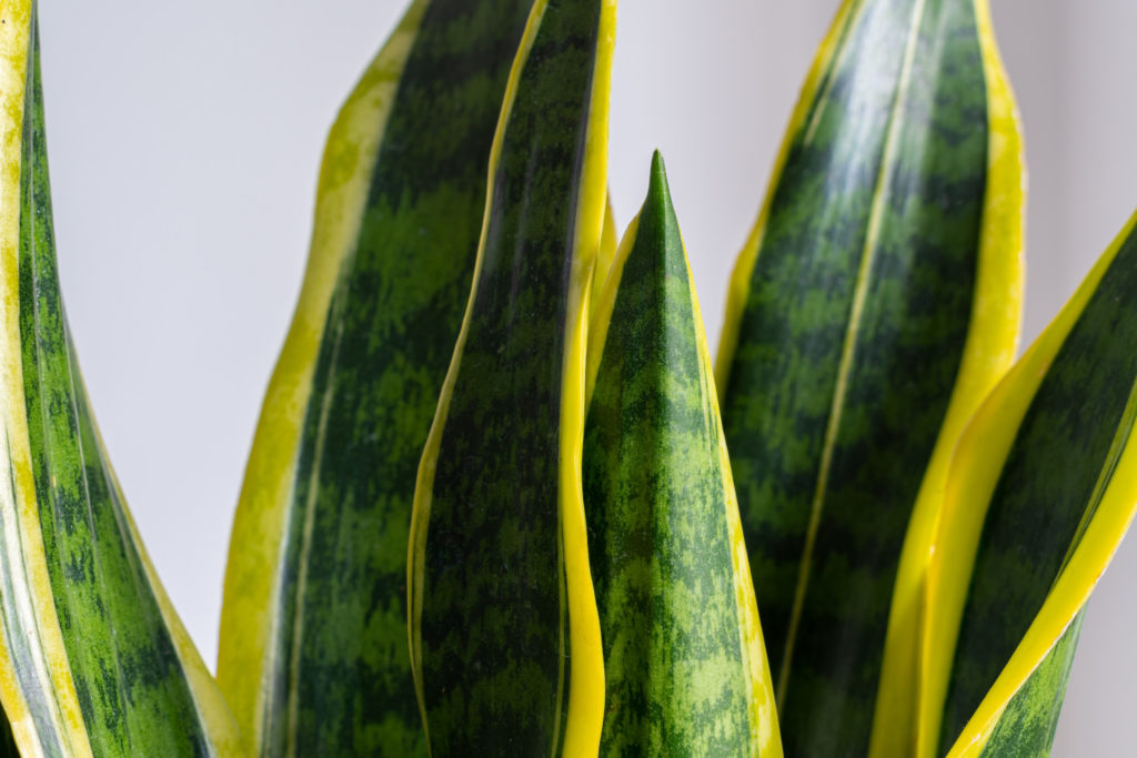 Sansevieria Laurentii Pflege