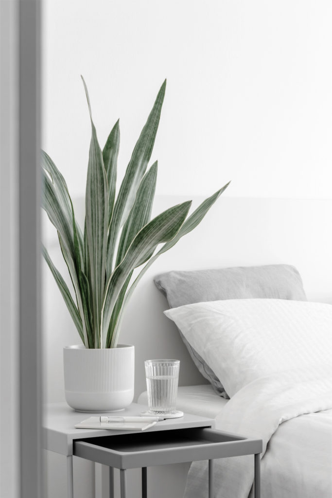 Sansevieria Metallica