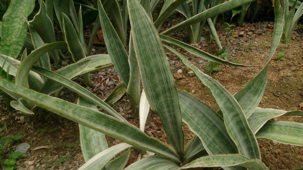 Sansevieria Metallica in ihrem natürlichen Lebensraum