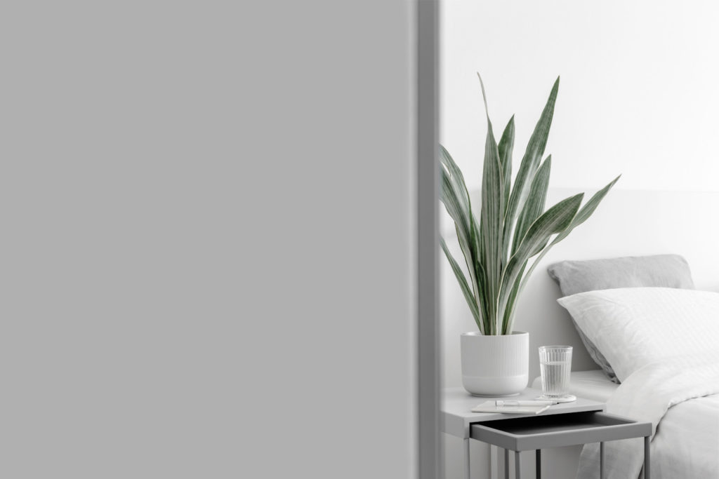 Sansevieria Metallica