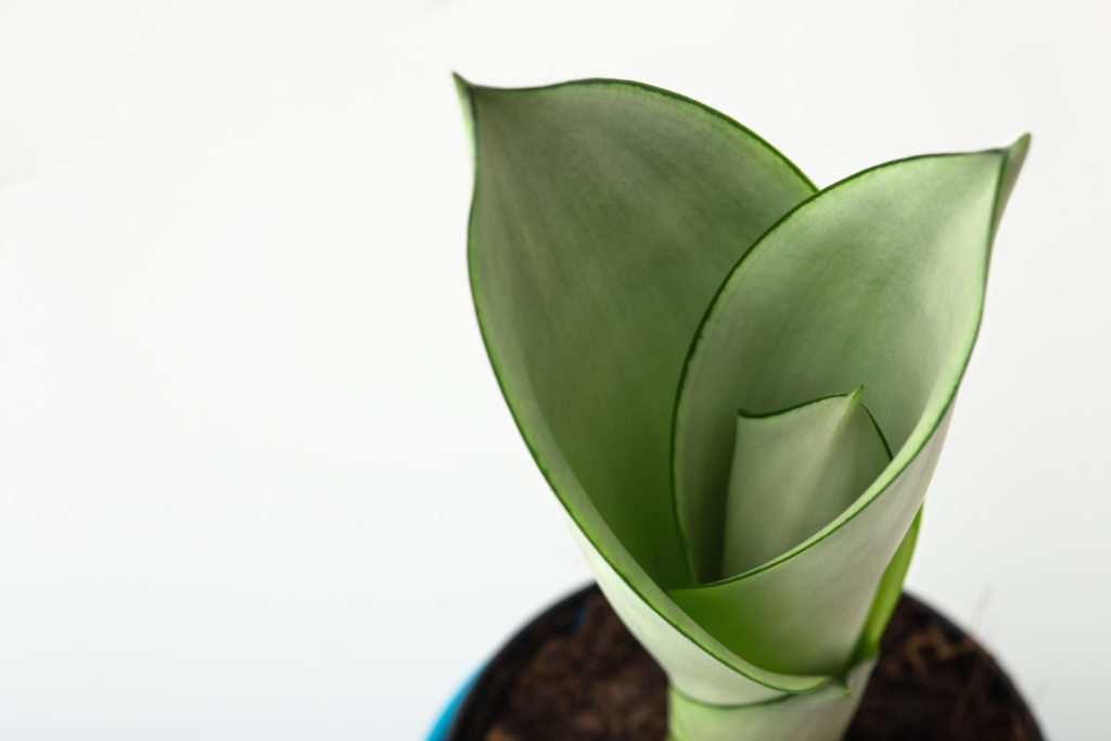Sansevieria Moonshine