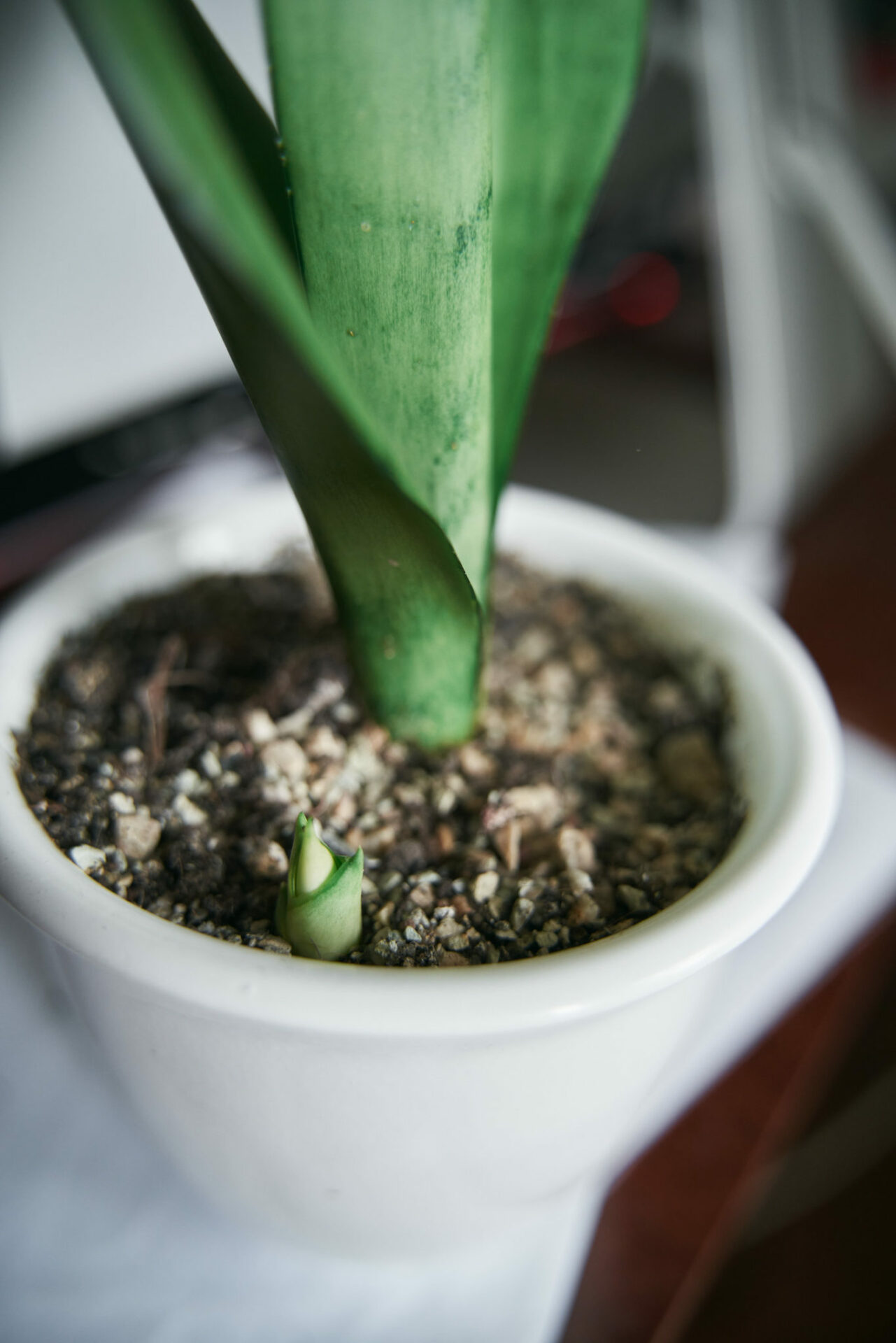 Neuer Dreh für den Sanseveria Moonshine