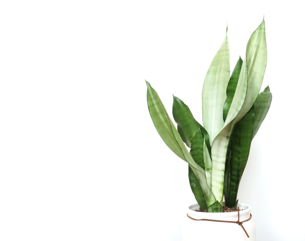 Sansevieria Moonshine Pflege