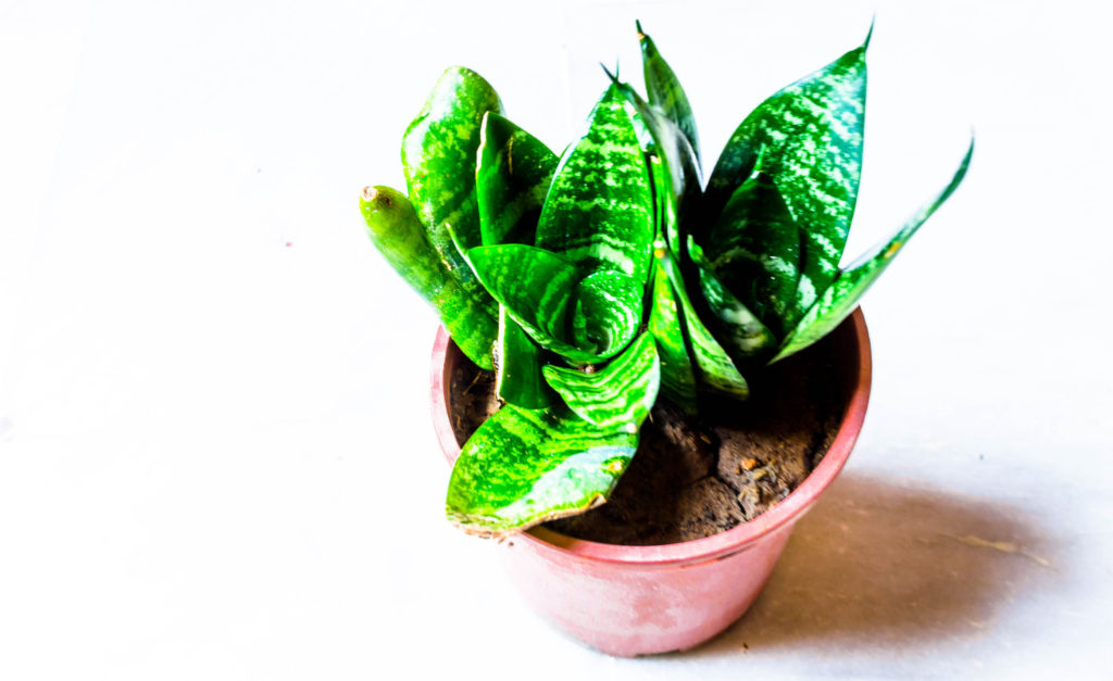 Sansevieria Trifasciata Hahnii