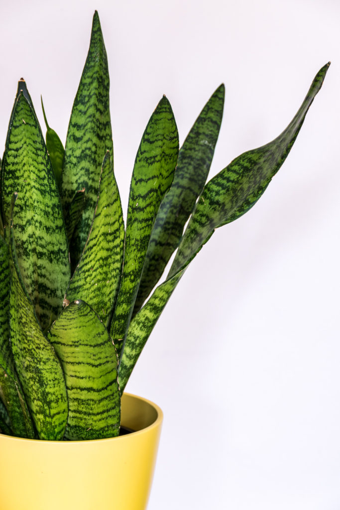 Sansevieria Zeylanica