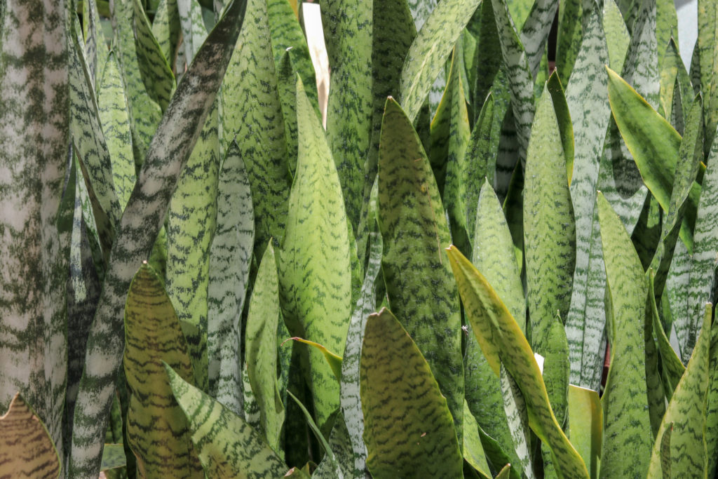 Sansevieria Zeylanica