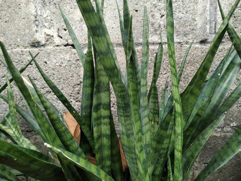 Sansevieria Zeylanica Pflege