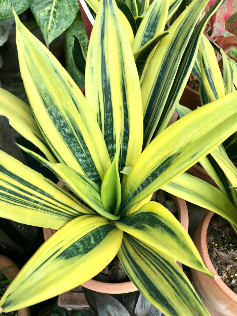 Sansevieria-Arten Goldene Flamme
