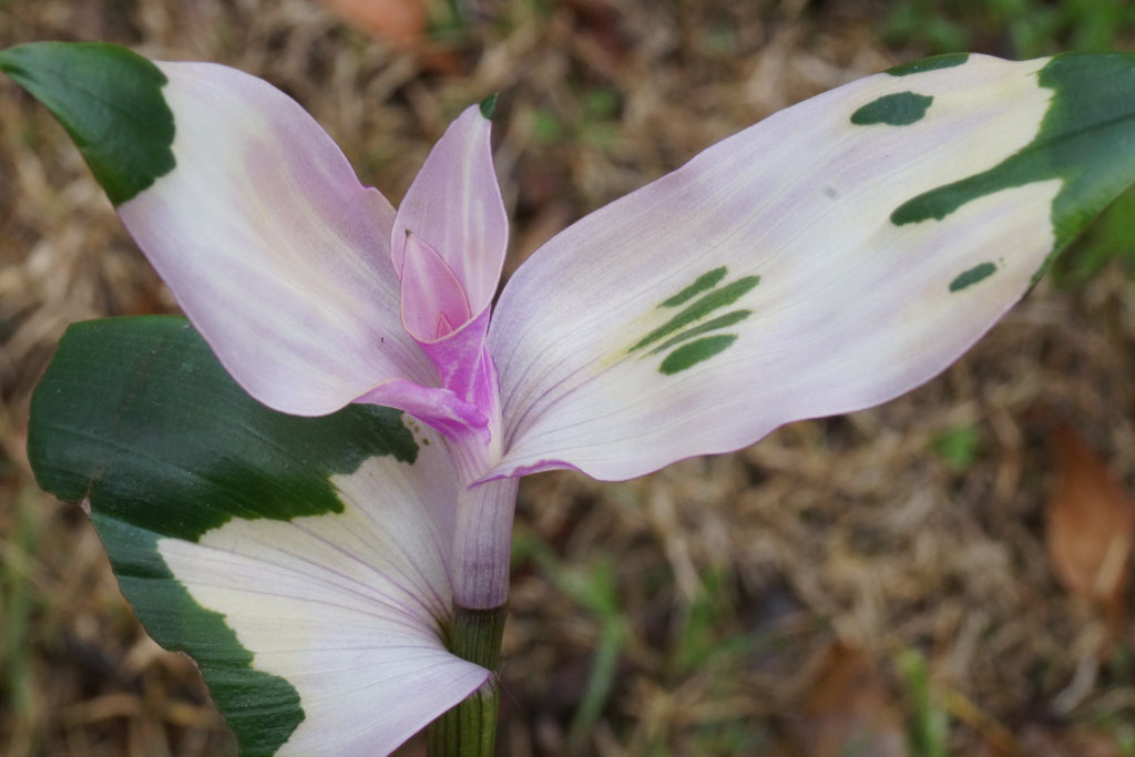 Tradescantia Blushing Bride