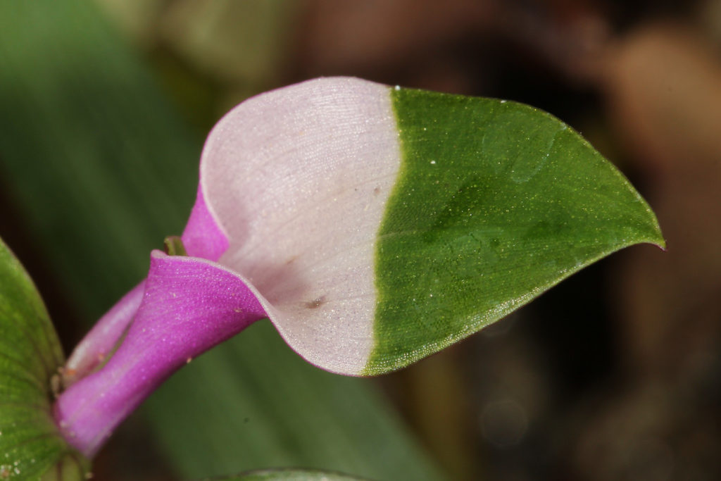 blad close up Tradescantia Blushing Bride