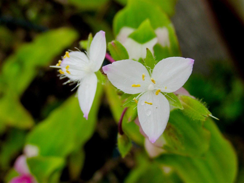 Tradescantia Blushing Bride bloemen