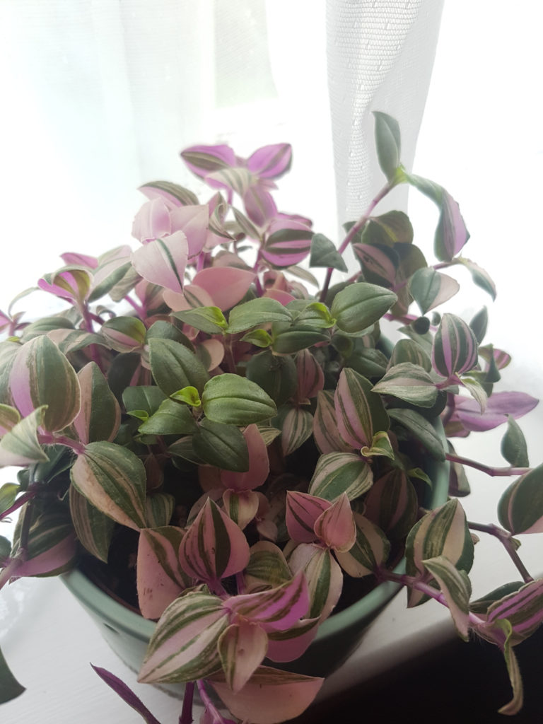 Tradescantia Fluminensis Quadricolor
