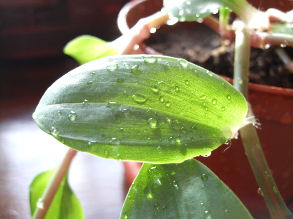 Tradescantia Green Hill Blatt Nahaufnahme