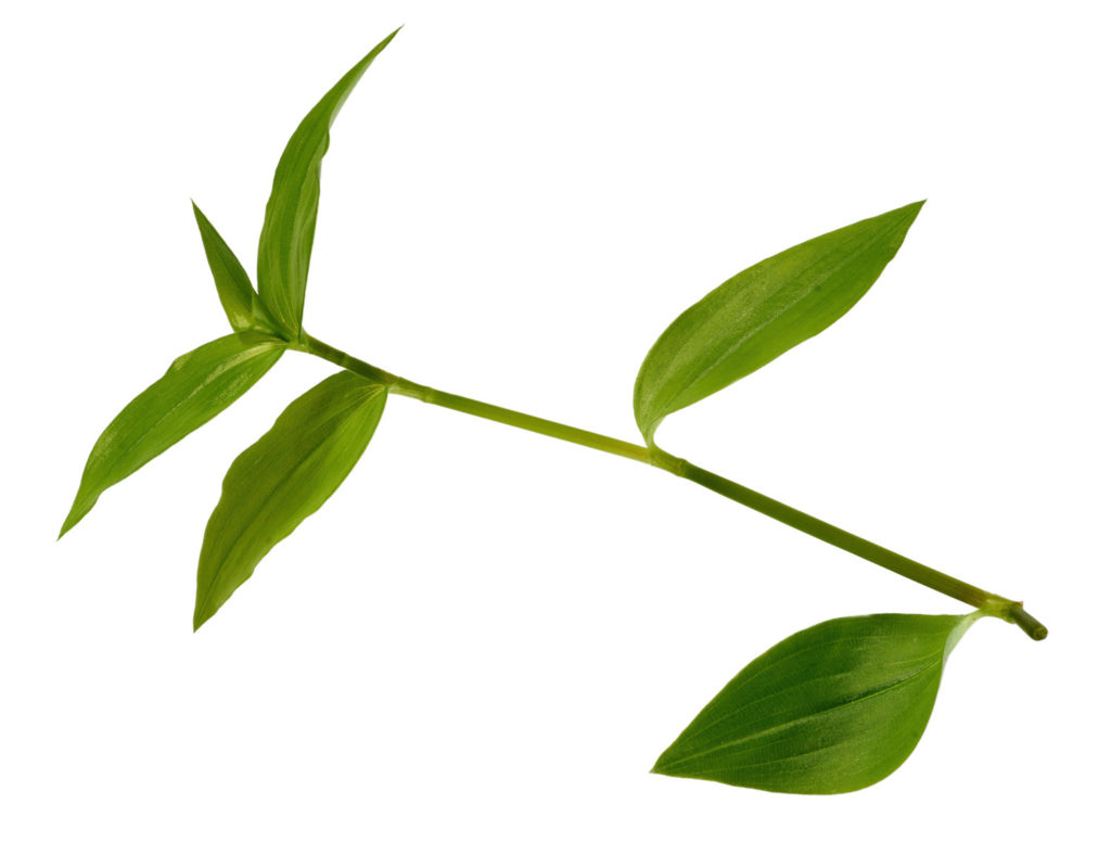 Tradescantia Green Hill