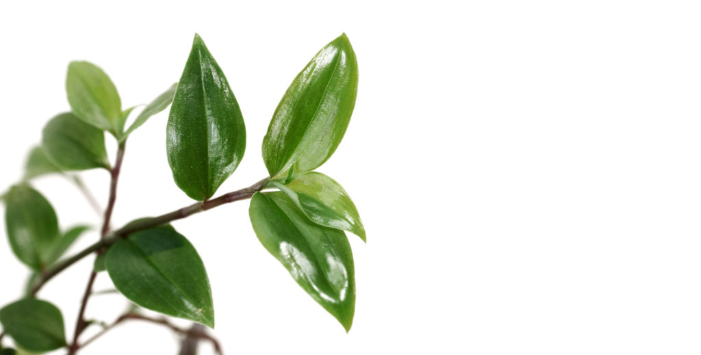 Stamm der Tradescantia Green Hill