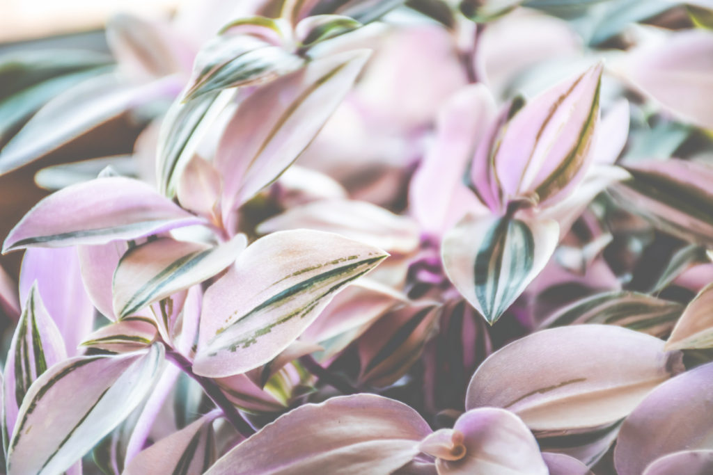 Tradescantia Quadricolor