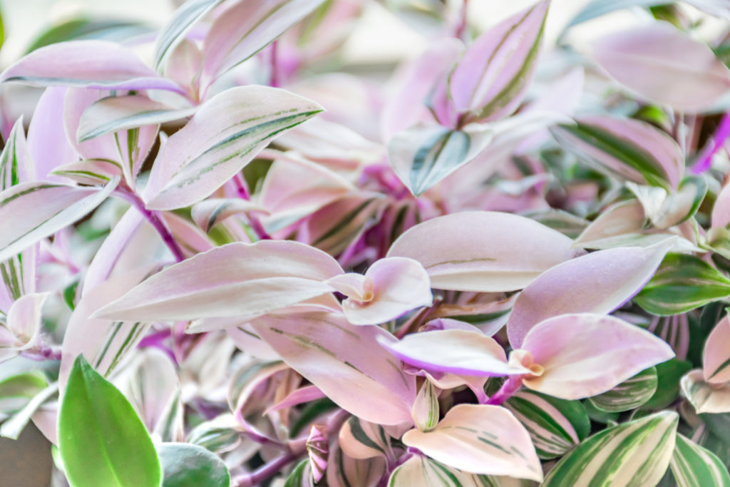 Tradescantia Quadricolor
