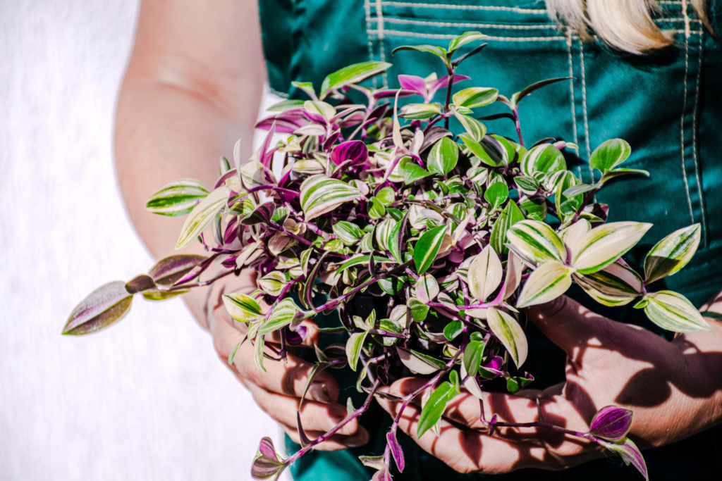 Tradescantia Quadricolor Pflege