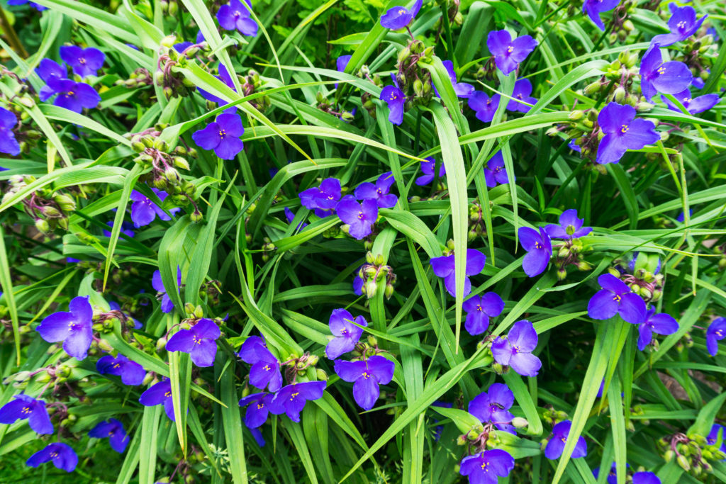 Tradescantia Virginiana