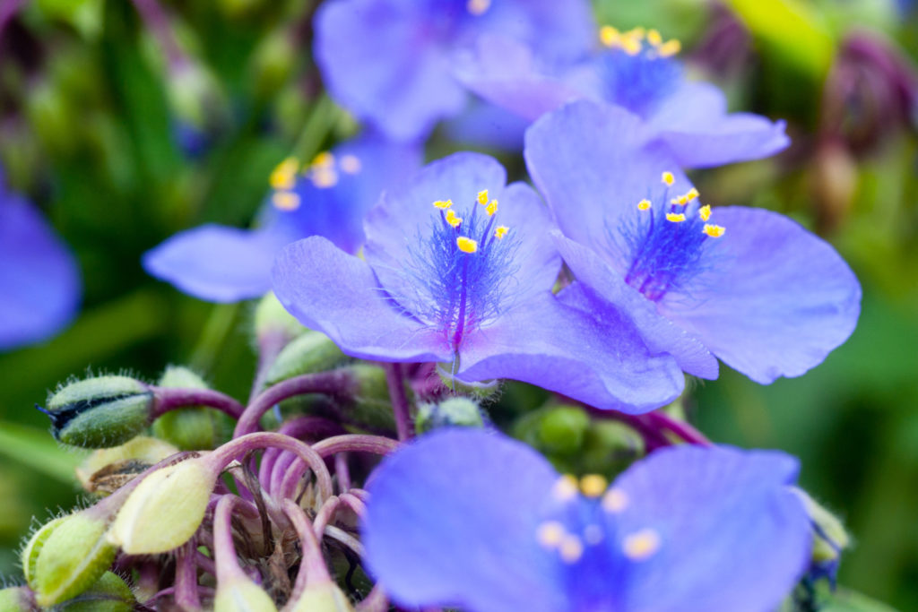 Tradescantia Virginiana Tagblume