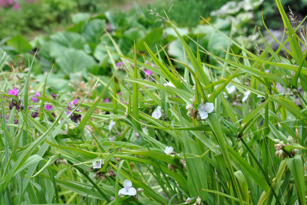 Pflege Tradescantia Virginiana