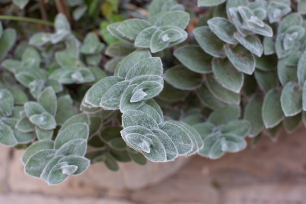Tradescantia sillamontana