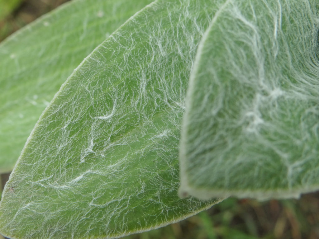 Tradescantia sillamontana Blatt aus der Nähe