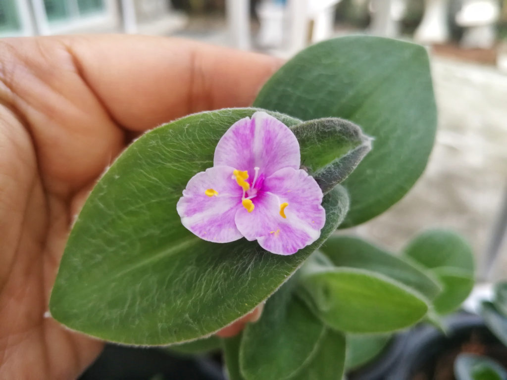 Blüte der Tradescantia sillamontana