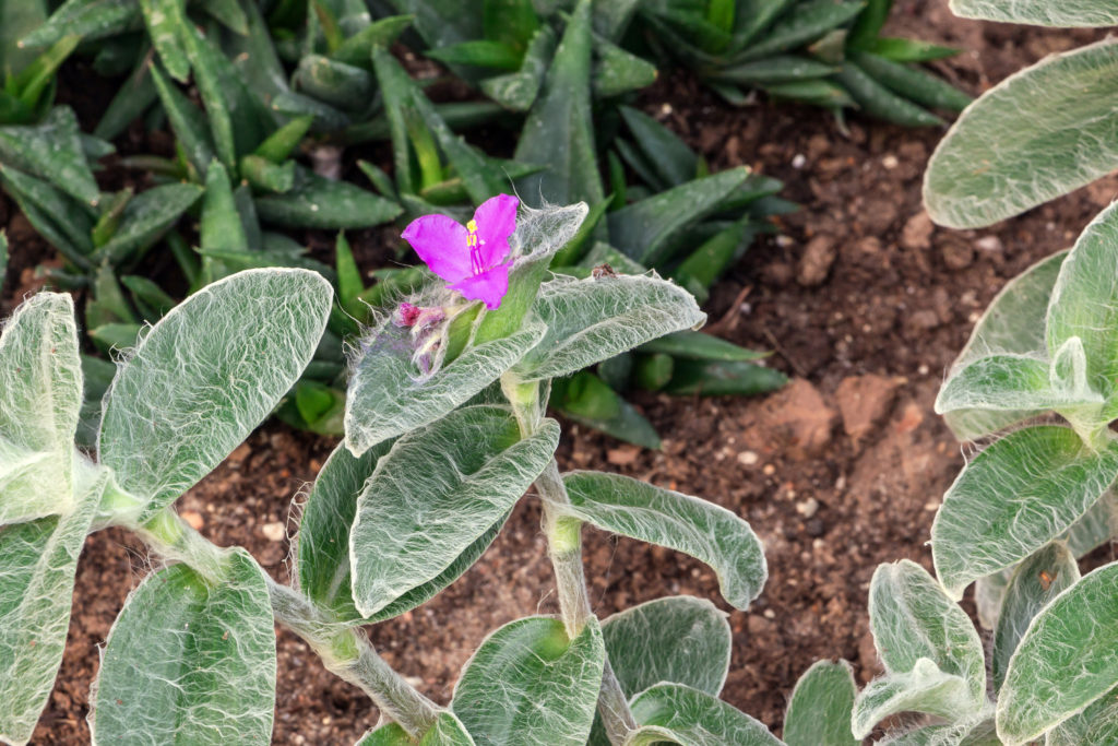 Pflege von Tradescantia sillamontana