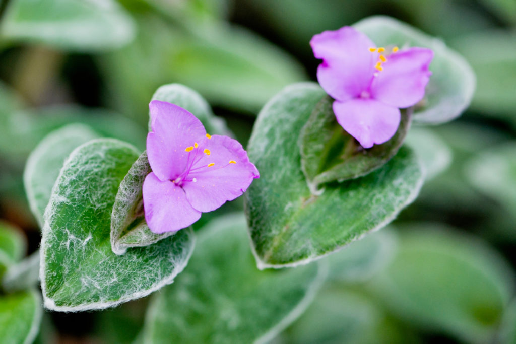 Tradescantia soorten, de Sillamontana