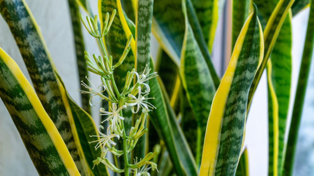 Die Blüte von Sansevieria Laurentii