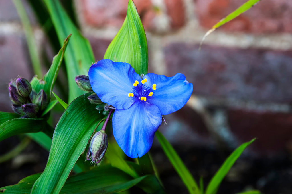Tag Blume