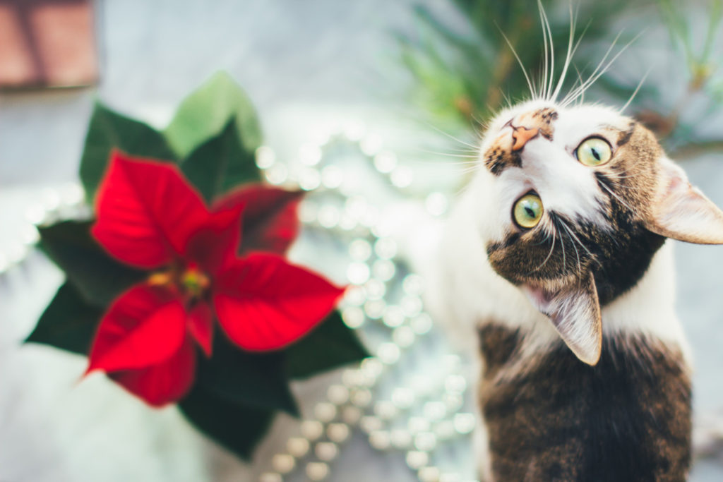 Weihnachtsstern giftig für Katzen und Hunde