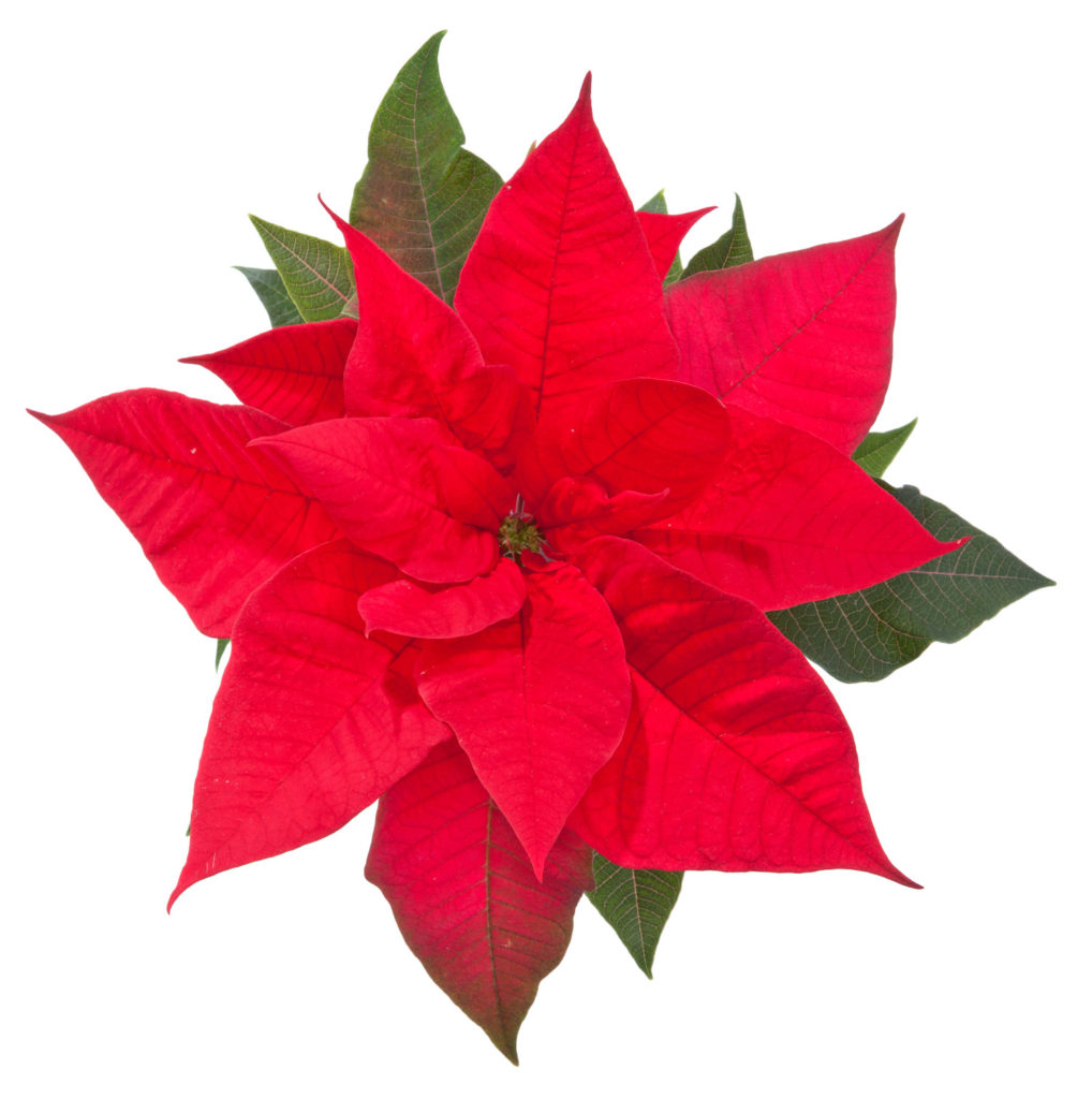 kerst ster van bovenaf