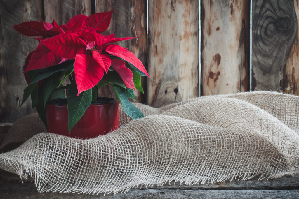 kerstster opnieuw laten bloeien