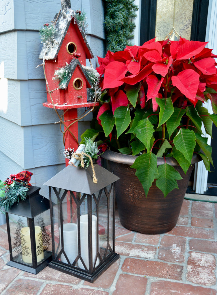 kerstster plant buiten