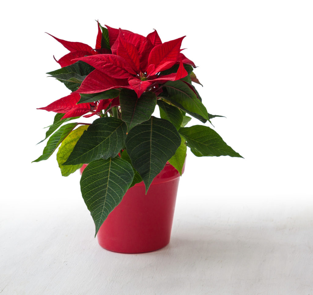 verzorgen van de kerstster
