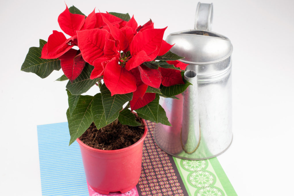 Kerstster water geven