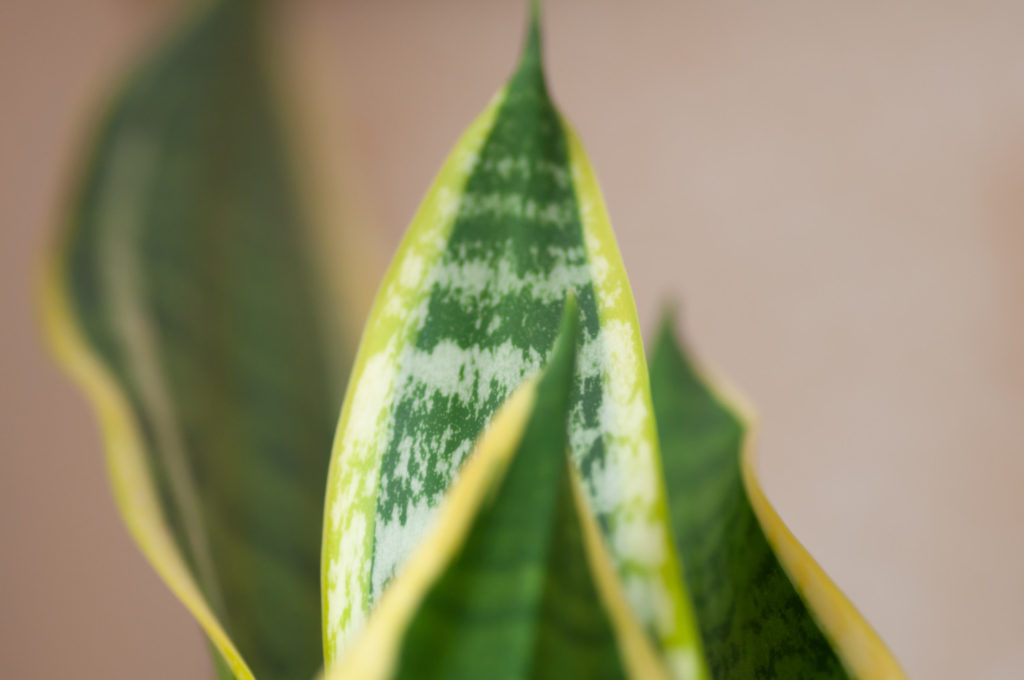 Sansevieria Laurentii-Stecklinge