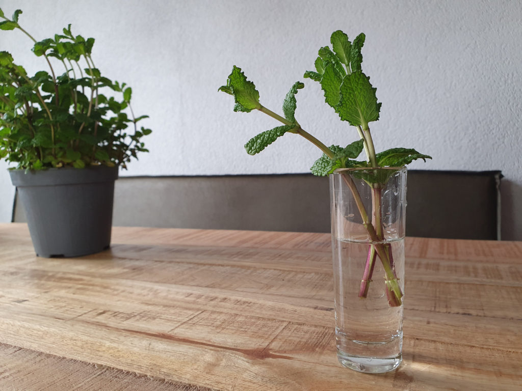 Minzestecklinge in Wasser