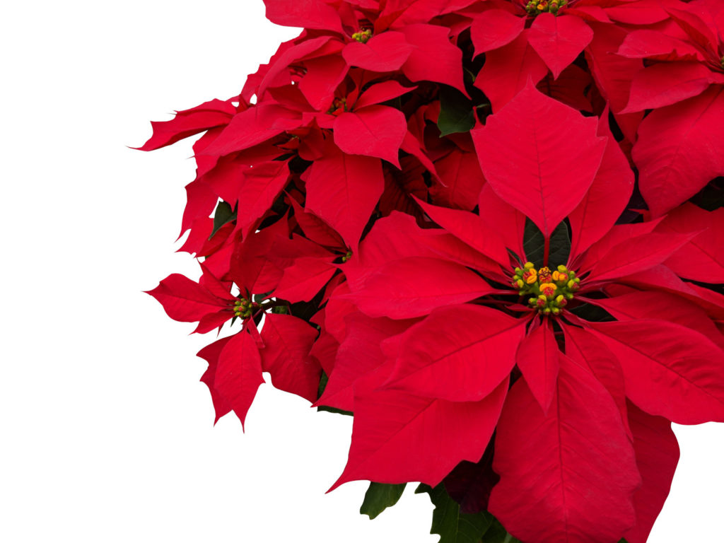 overhouden kerststerren plant