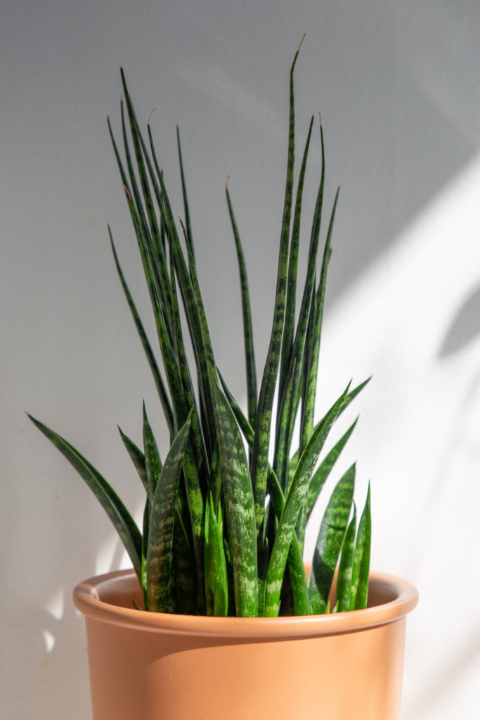 sansevieria fernwood