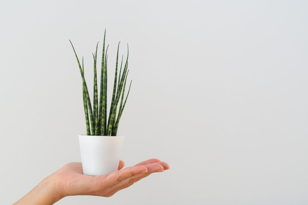 Sansevieria fernwood mikado Pflege