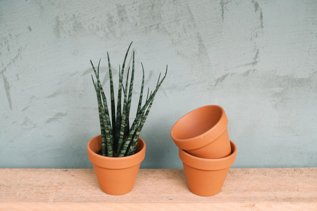 sansevieria mikado